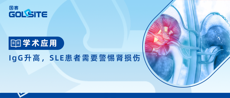 IgG升高，SLE患者需要警惕腎損傷